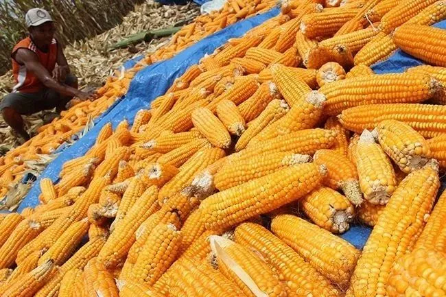 Produksi Jagung Sumut 2025 Surplus, Karo Jadi Pusat Utama