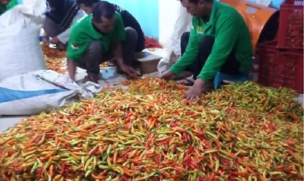 Kementan Pastikan Harga Cabai Rawit Stabil di Berbagai Daerah