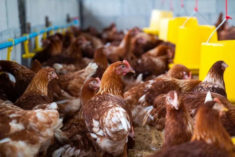 Mendag: Kenaikan Harga Ayam Tidak Dipicu Program Makan Bergizi Gratis