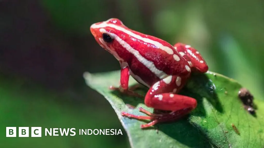 Racun Katak Panah Diduga Sebabkan Kematian Pemimpin Oposisi Rusia, Alexei Navalny