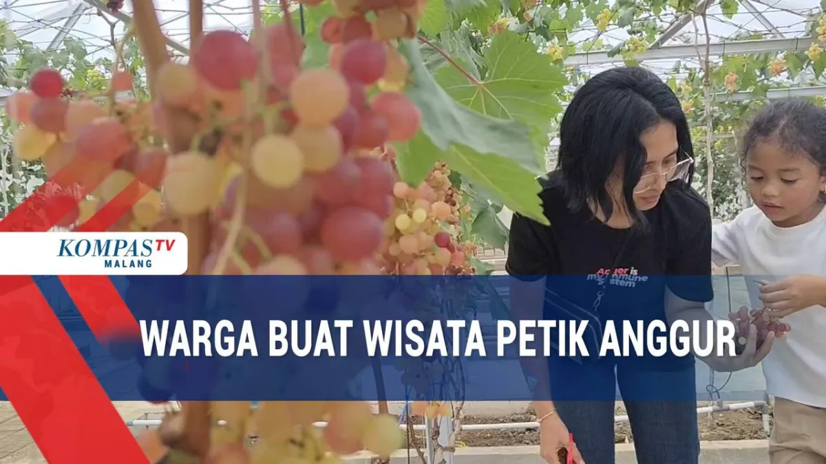 Wisata Petik Anggur: Dari Hobi Menjadi Destinasi di Kabupaten Malang