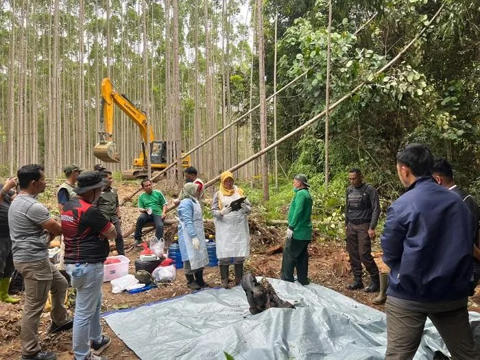 Korporasi Harus Bertanggung Jawab atas Kematian Gajah di Zona Penyangga