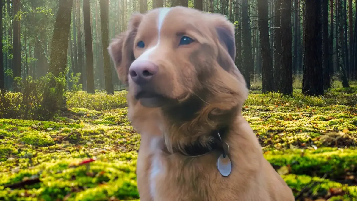 Good Boy: Film Horor Unik dari Perspektif Anjing Siap Tayang di Bioskop