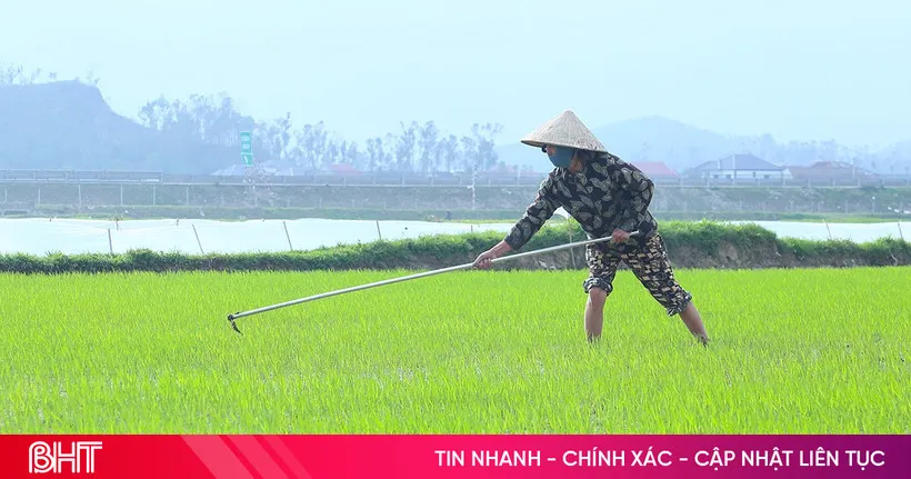 Petani Padi Fokus Perawatan dan Pengendalian Hama di Musim Semi
