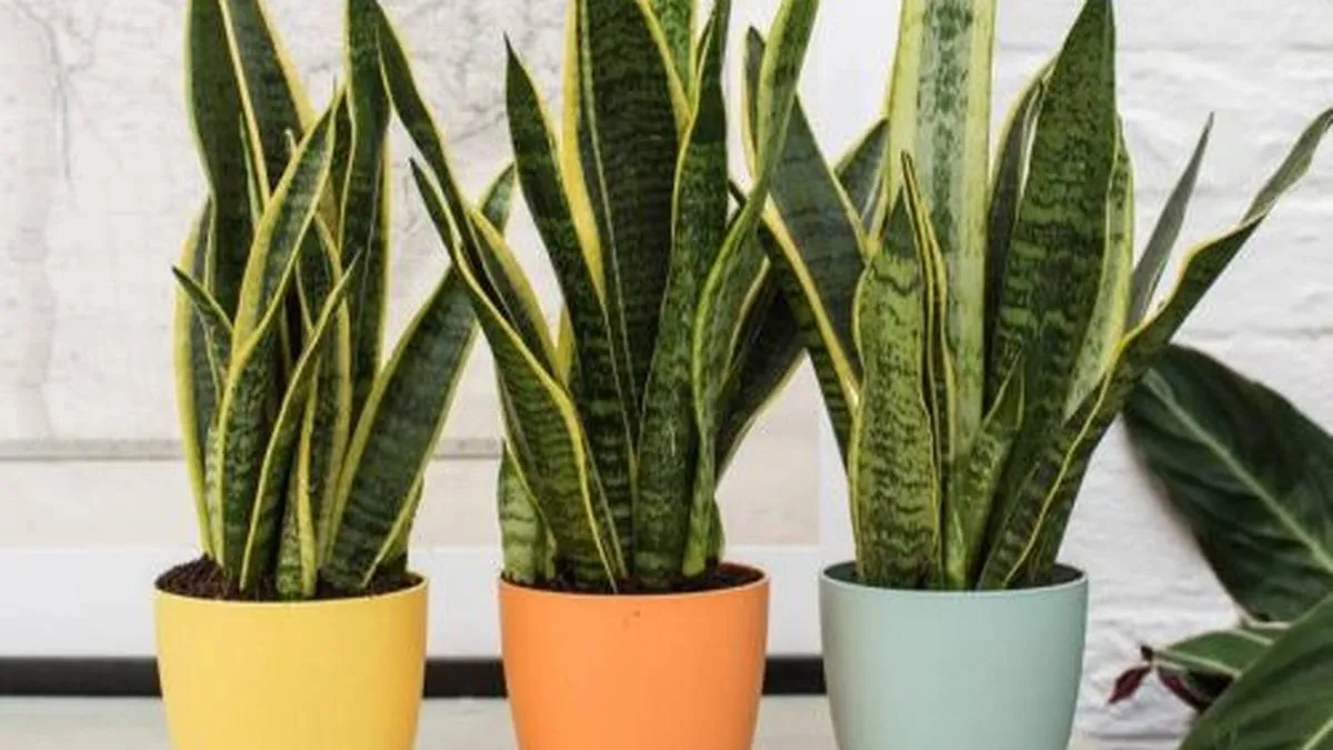 Tips Merawat Lidah Mertua di Teras Sempit agar Estetis