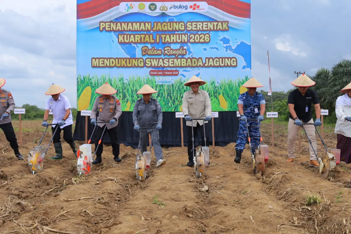 Tanah Laut Siap Jadi Sentra Produksi Jagung Kalimantan Selatan