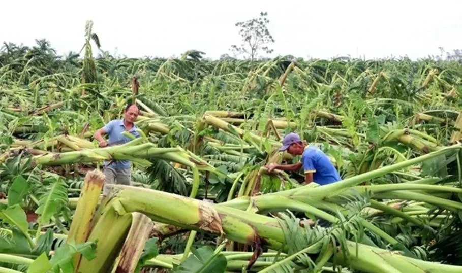 Kementerian Keuangan Usulkan Peningkatan Subsidi Asuransi Pertanian hingga 95%