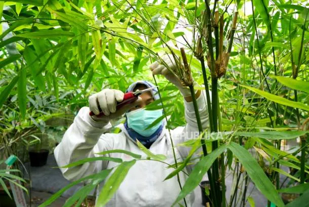 Laboratorium Bambu Nusa Verde Hasilkan 40 Jenis Bambu Lewat Kultur Jaringan