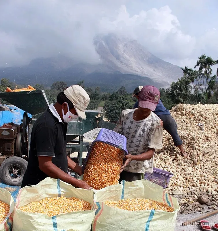 Kabupaten Karo: Pusat Produksi Jagung Terbesar di Sumatera Utara dengan Tantangan yang Dihadapi Petani