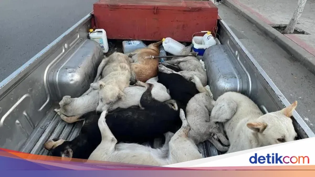 Maroko Dikecam atas Rencana Pembantaian Anjing Jelang Piala Dunia 2030