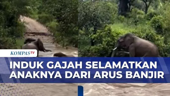 Induk Gajah Heroik Selamatkan Anak dari Banjir di Taman Nasional Kruger