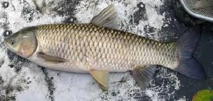 Produksi Ikan Mas Turun, KKP Fokus Tingkatkan Komoditas Perikanan Lain