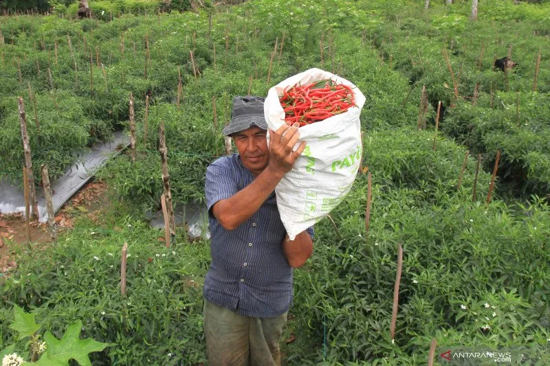 Batam Targetkan Produksi Cabai Merah Dua Ton per Hari untuk Penuhi Kebutuhan Warga