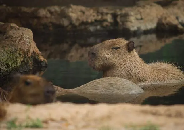 Capybara: Simbol Ketenangan di Era Digital