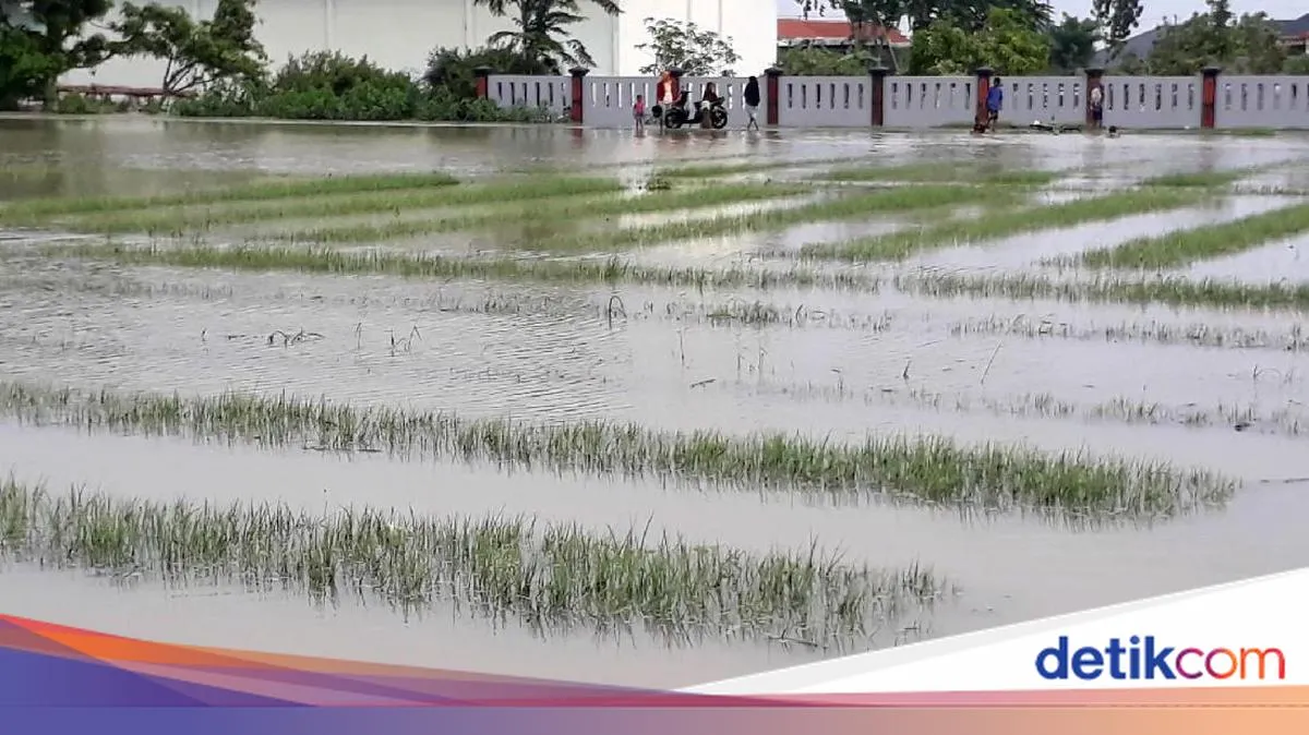Dampak Perubahan Iklim terhadap Sentra Bawang Merah di Brebes