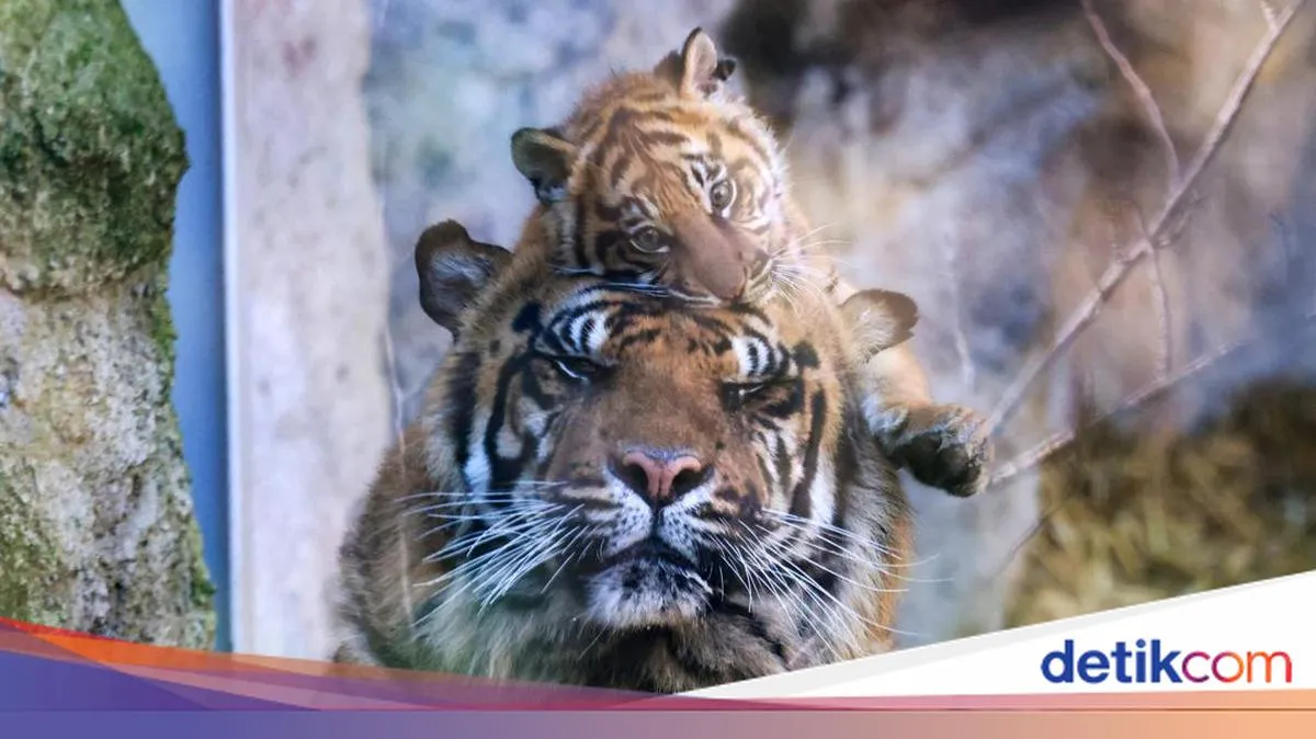 Tiger Kingdom Ditutup Setelah 70 Harimau Mati Secara Misterius