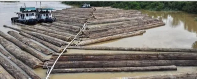 Kemenhut Pastikan Legalitas Rakit Kayu di Sungai Kapuas