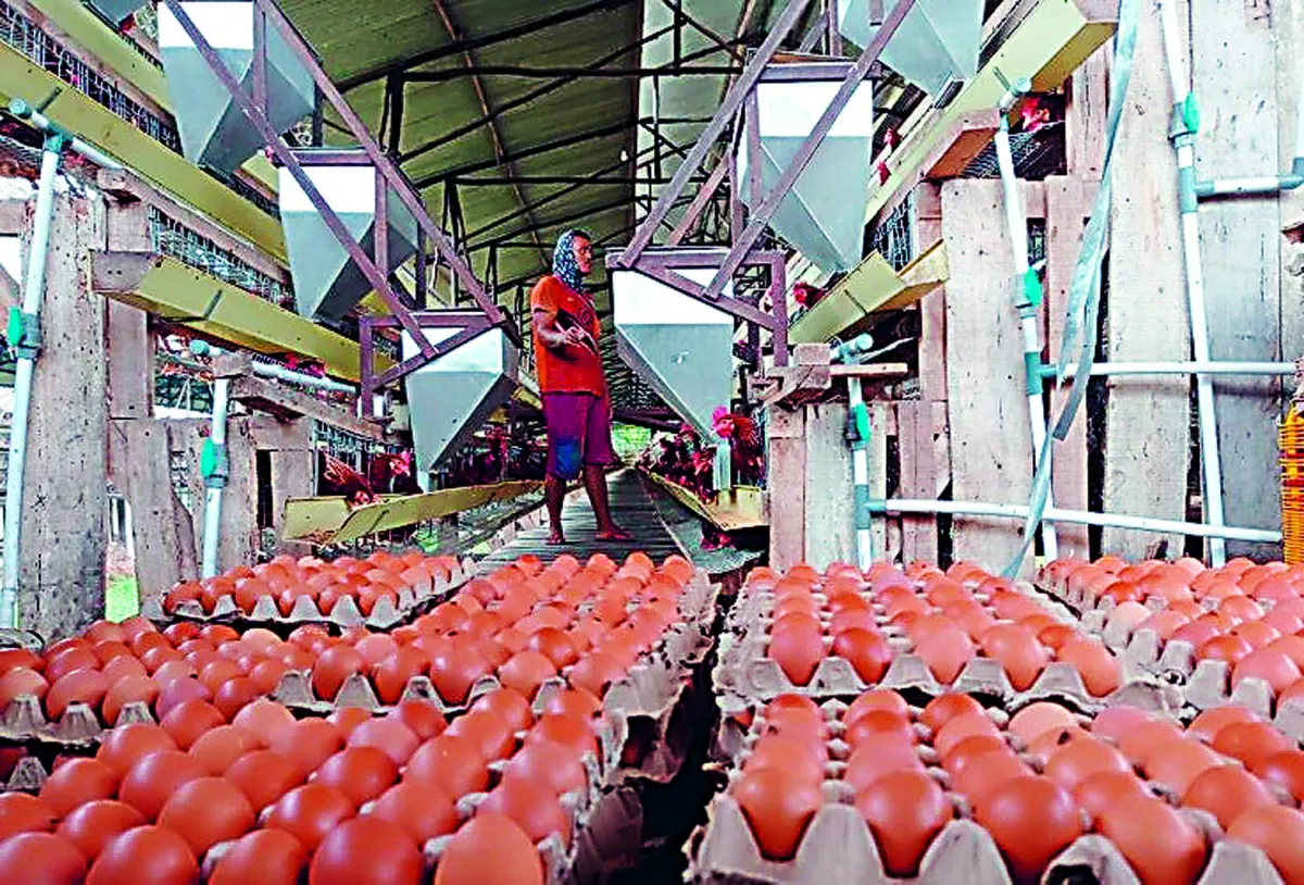 Kabupaten Blitar, Lumbung Telur Nasional dengan Produksi 144 Ribu Ton per Tahun