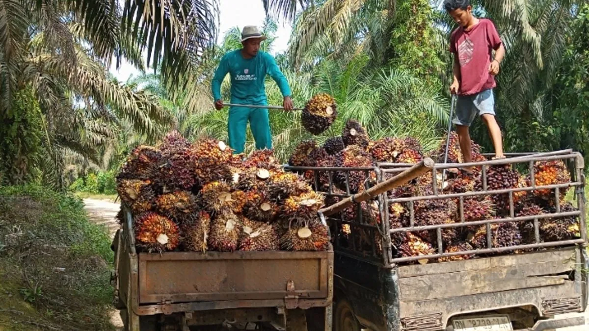 DPR Siapkan RUU Perlindungan Komoditas Strategis, Fokus pada Kelapa Sawit