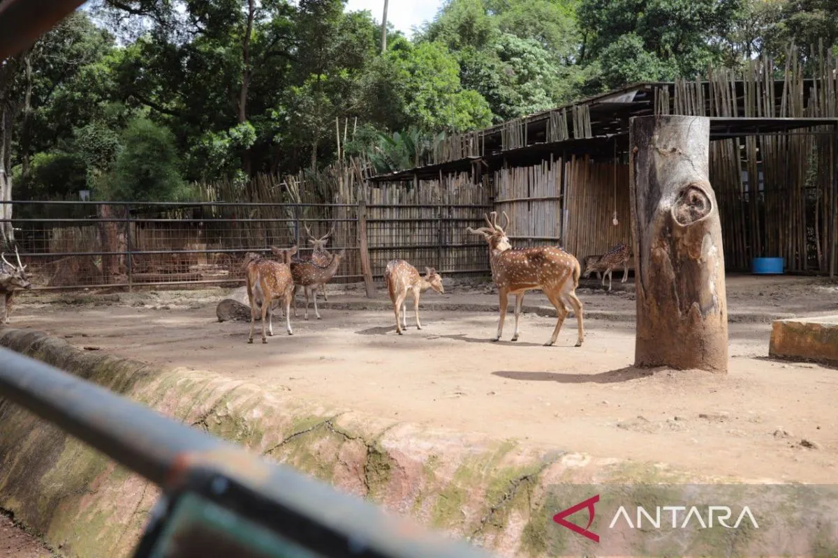 Wali Kota Bandung Fokus Selamatkan Empat Aspek Utama Bandung Zoo