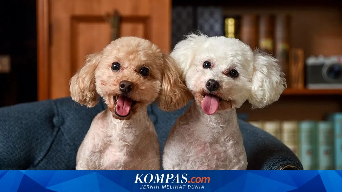 Penelitian Ungkap Preferensi Acara TV Favorit Anjing