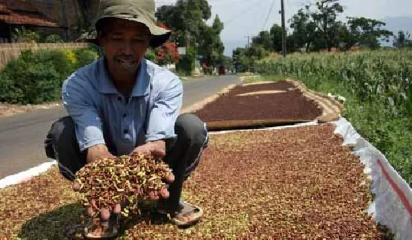 Harga Cengkih Turun Drastis, Petani di Sulawesi Tengah Mengeluh