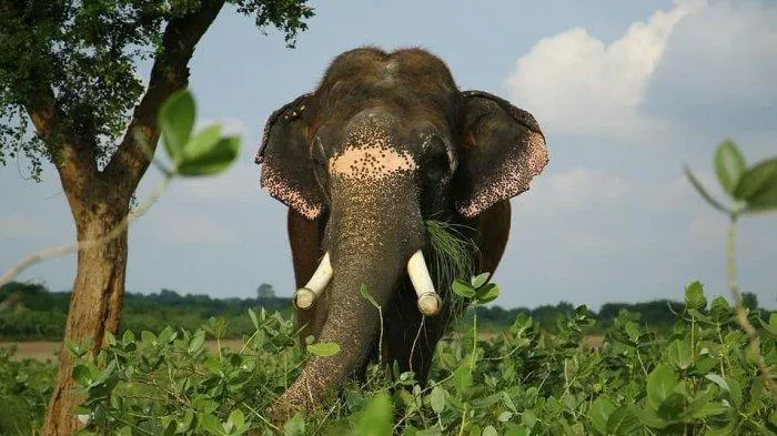 Wildlife SOS: Rumah Sakit Gajah Pertama di India yang Membantu Gajah Terluka