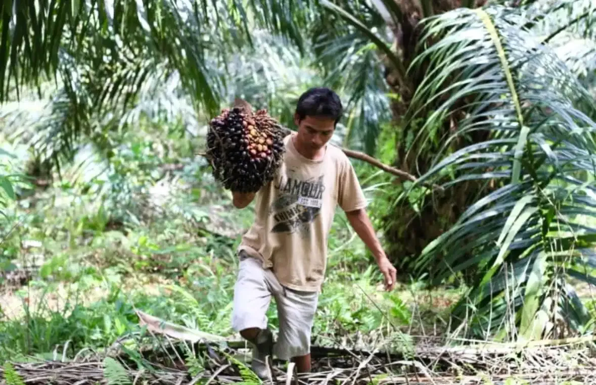 Peningkatan Produktivitas Kebun Rakyat Jadi Solusi Ekonomi Berkelanjutan untuk Biodiesel
