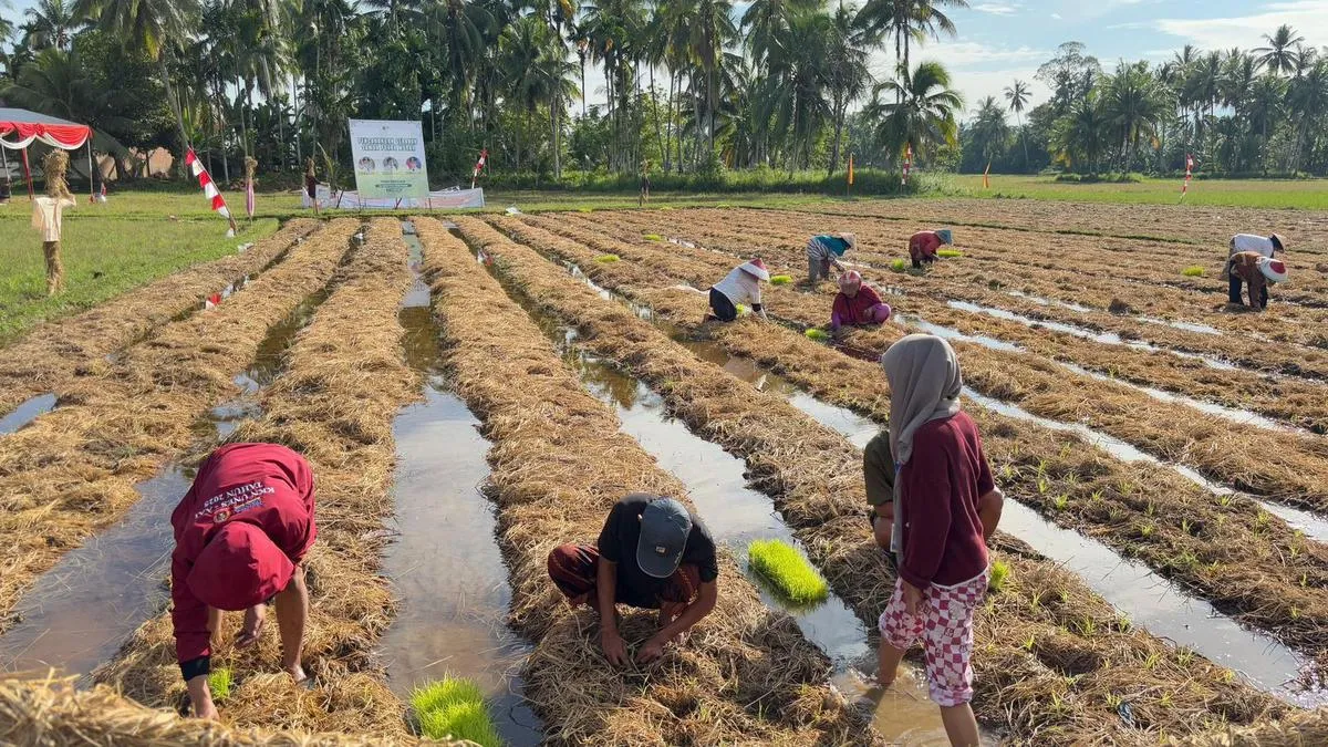 Inovasi Pengelolaan Limbah Pertanian Tingkatkan Ekonomi dan Lingkungan