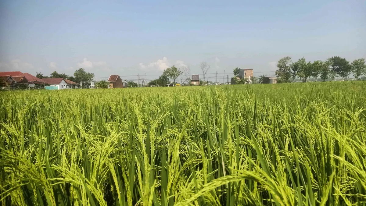 Digitalisasi Pertanian: Meningkatkan Kesejahteraan Petani Melalui Teknologi