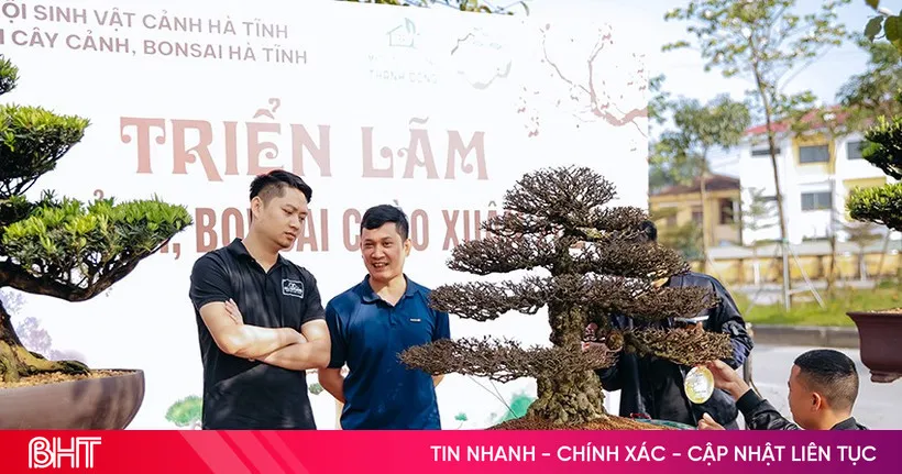 Keindahan Bonsai: Seni, Kesabaran, dan Nilai Budaya