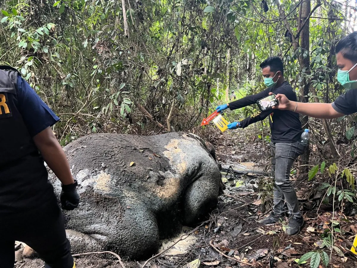 Polda Riau Periksa 40 Saksi Dalam Kasus Pembunuhan Gajah di Pelalawan