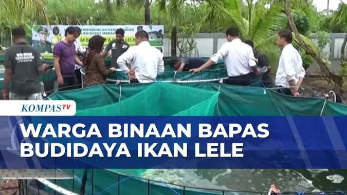 Warga Binaan Bapas Merauke Laksanakan Panen Ikan Lele untuk Dukung Ketahanan Pangan
