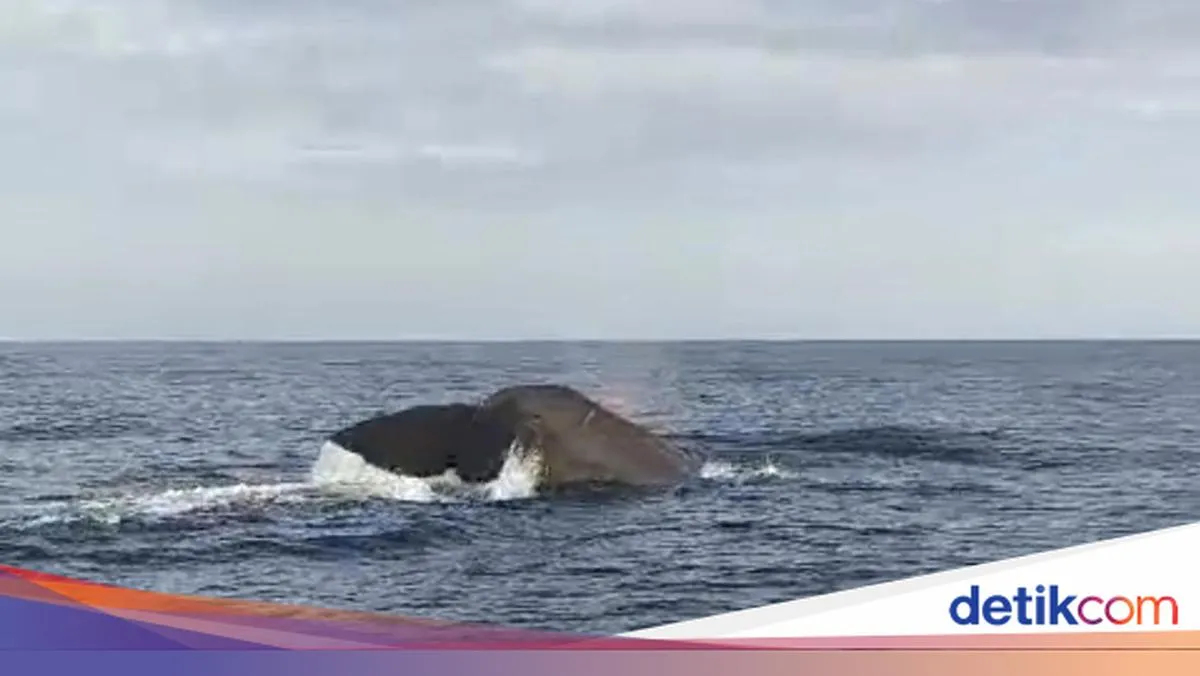 Paus Sperma Kembali Muncul di Perairan Bali Utara, Diduga Akibat Migrasi