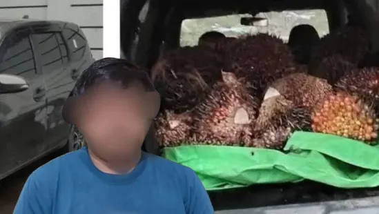 Penangkapan Pelaku Pencurian Buah Sawit di Sekadau