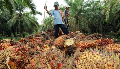 Perjanjian Dagang Indonesia-AS: Akses Tariff 0% untuk Produk Pertanian