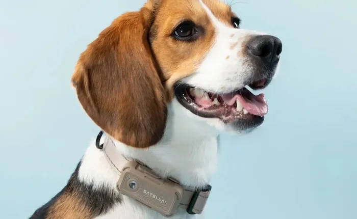 Kalung Pintar Berbasis AI untuk Pemantauan Kesehatan Anjing Diluncurkan