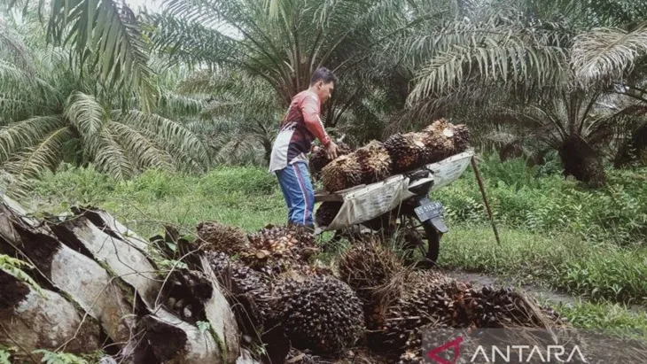 Indonesia Desak Uni Eropa Patuhi Putusan WTO Terkait Minyak Sawit