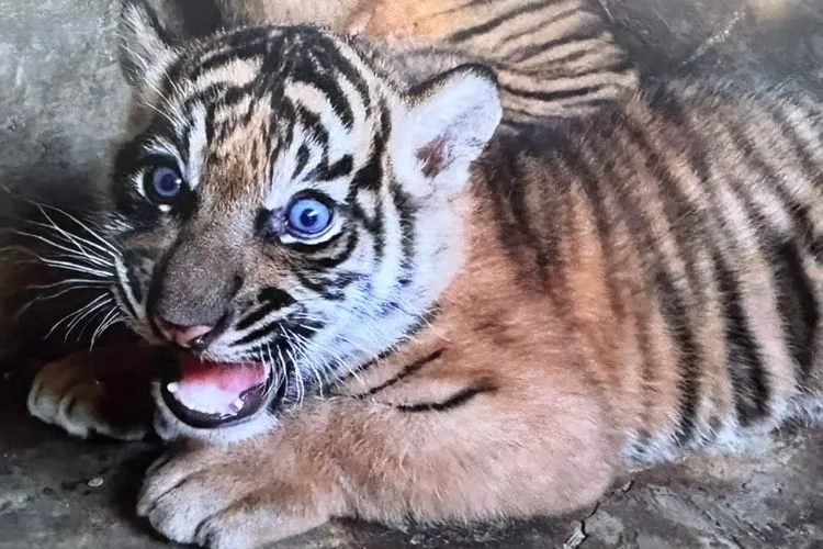 Kelahiran Anak Harimau Sumatera di TMSbK Bukittinggi