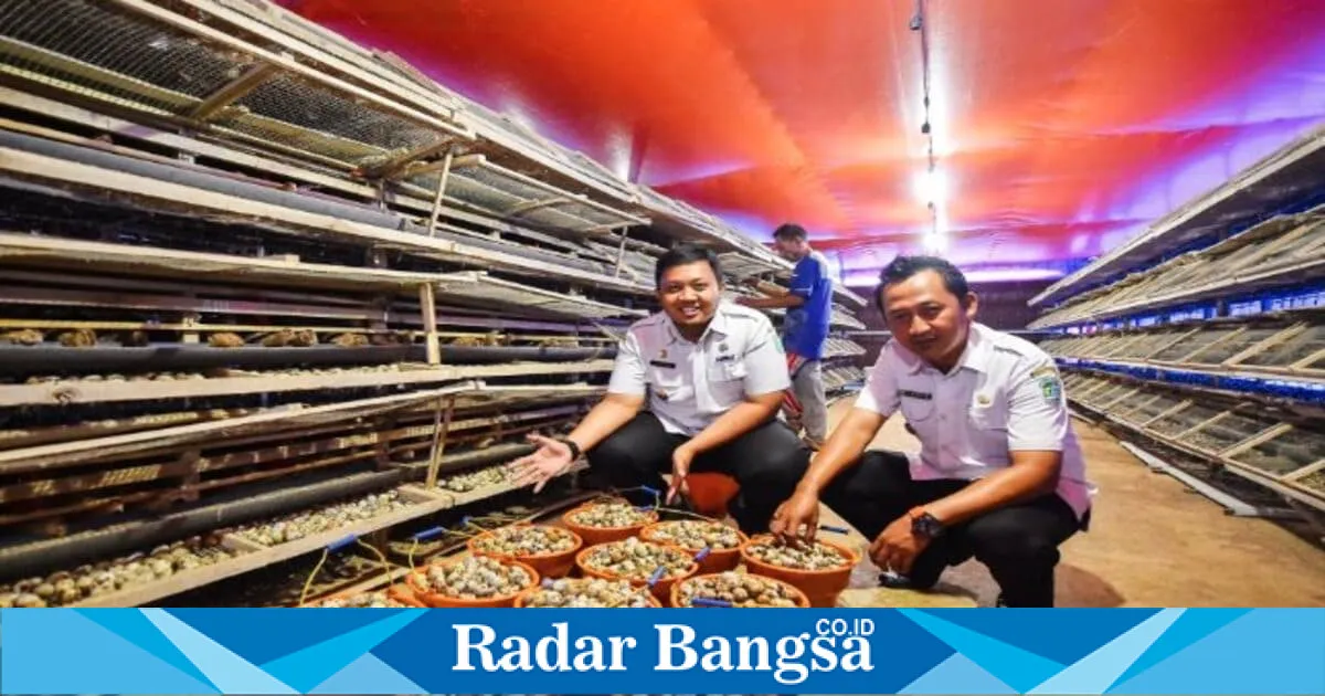 Bumdes Kandung Pasuruan Raih Produksi Telur Puyuh 2 Kwintal per Hari