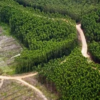 54 Perusahaan HTI di Riau Terancam Pembekuan Usai Bencana Ekologis