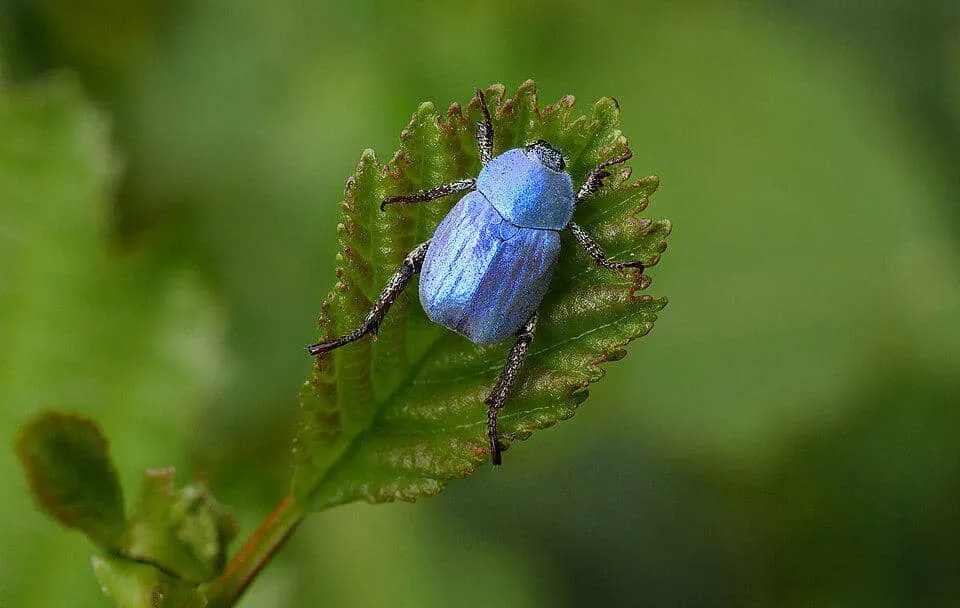 Keunikan Cerulean Chafer Beetle: Kumbang Biru yang Menginspirasi Teknologi
