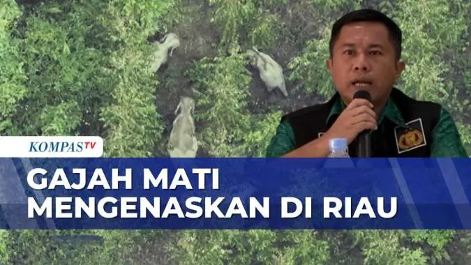 Gajah Sumatera Ditemukan Mati Diduga Korban Perburuan Liar di Riau