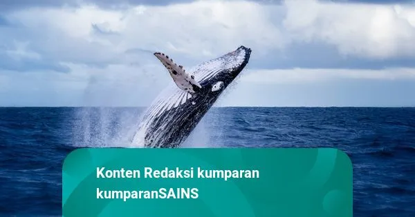 Aktivis Serukan Tiga Negara Hentikan Perburuan Paus yang Langgar Hukum Internasional