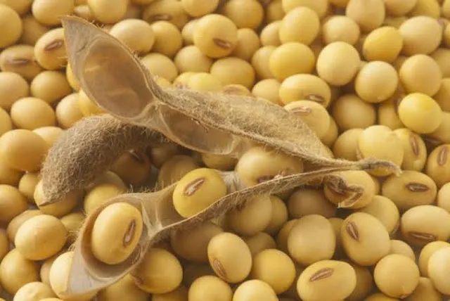 Grobogan dan Tiga Daerah Lain Siap Jadi Pusat Produksi Kedelai Nasional