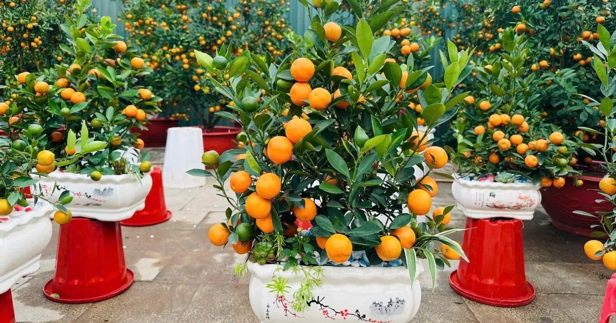 Pohon Kumquat Mini: Tren Dekorasi Tet Modern yang Minimalis dan Elegan