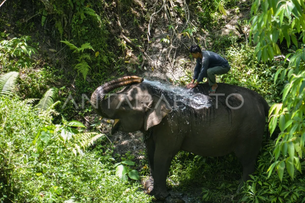 Perawatan Gajah Jinak Terkendala Akses Sungai di Bener Meriah