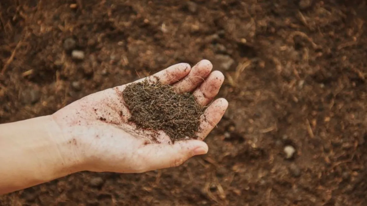 Dampak Polusi Nitrogen terhadap Respirasi Tanah Hutan Global