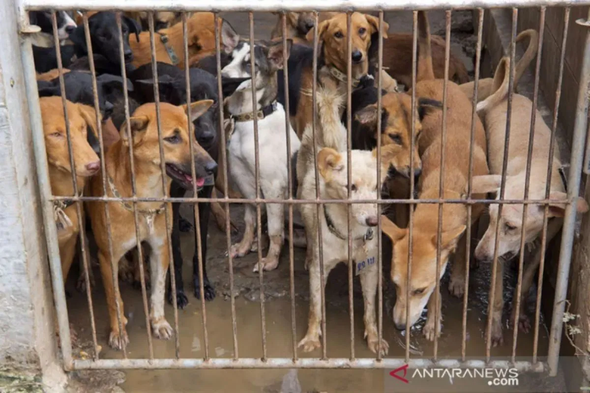 DPRK Banda Aceh Desak Penertiban Anjing Liar untuk Kenyamanan Warga