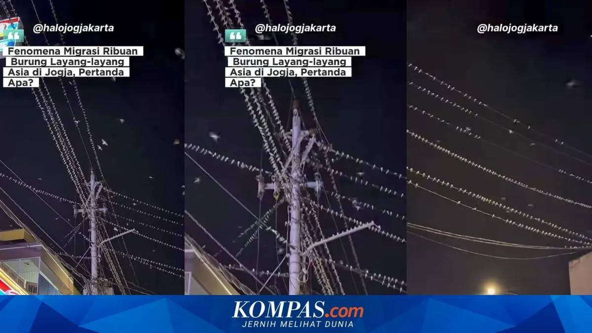 Migrasi Burung Layang-layang Asia di Yogyakarta: Pertanda Musim Hujan atau Ikhtiar untuk Bertahan Hidup?